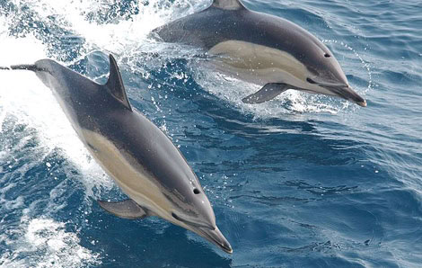 El avistamiento de delfines en la zona de A Pedra do Sal y las proximidades del Camping Os Delfins, en Baldaio (Carballo)