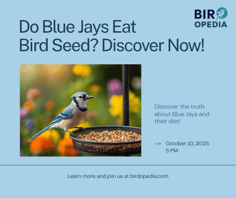 Do Blue Jays Eat Bird Seed