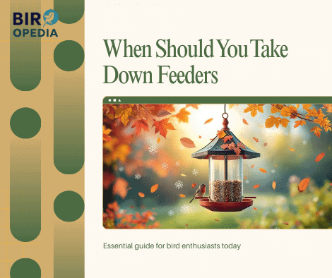 When Should You Take down Bird Feeders