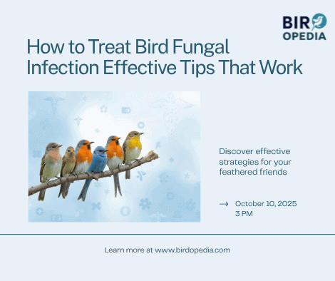 How to Treat Bird Fungal Infection