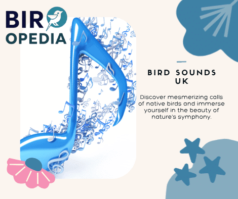 Bird Sounds Uk