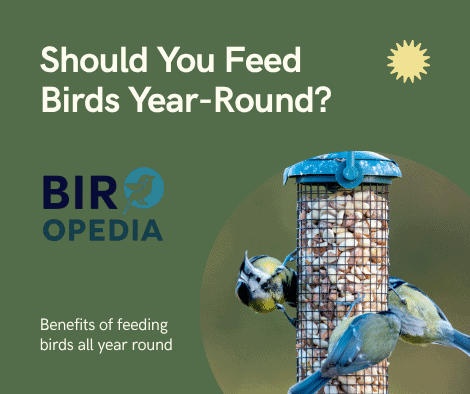 Should You Feed Birds Year-Round