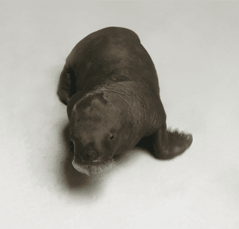 Smooshi the Walrus gives birth to calf at Marineland in Niagara Falls