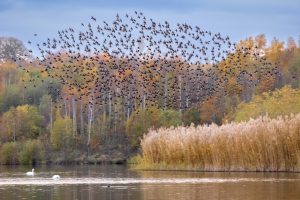 Murmuration of birds above a lake and forest in Derbyshire, National Forest