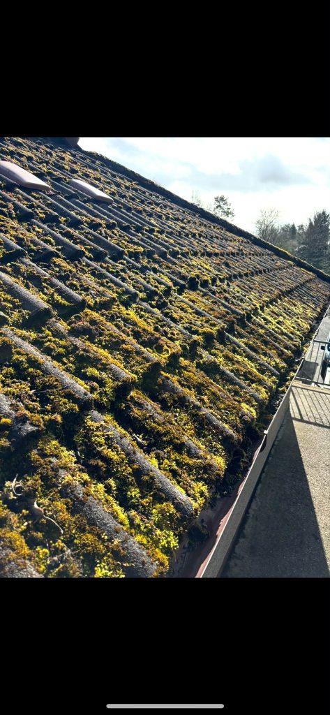 Grassy Roof