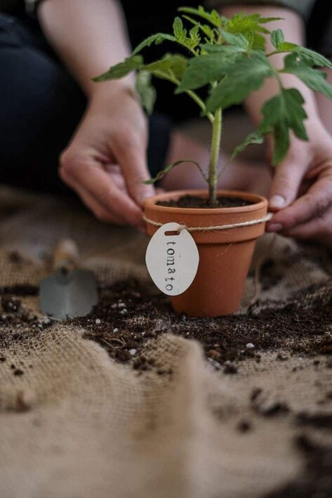tomato plant tomato plant