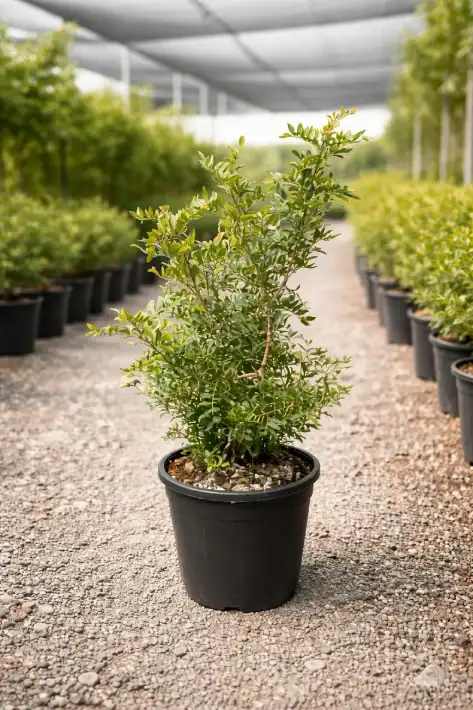 Planta Mata
