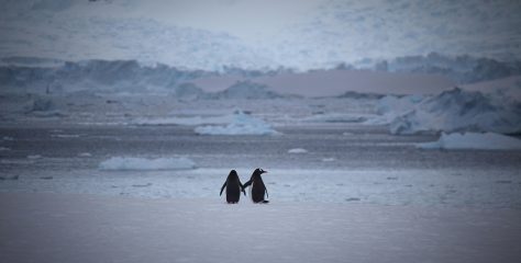 Taj jedan pingvin –  Filozofiraju li pingivni, ili ipak ne?