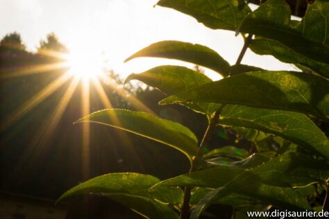 Der Trick für die schicken Sonnenstrahlen: Blende schließen und die Kamera ins Licht halten.