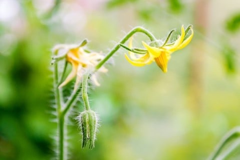 Tomato flower