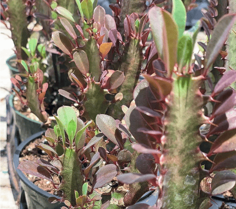 Euphorbia African Milk Tree Rare Cactus