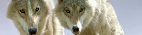 photo-cinema-film-Dernier-loup.jpg