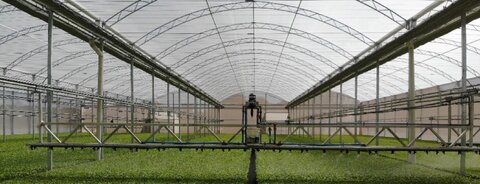 Estufa Agrícola Curitiba PR