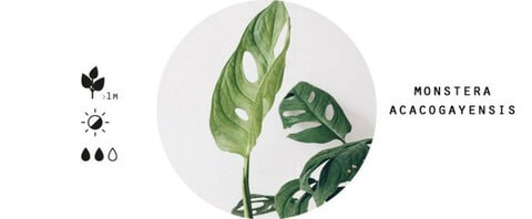 microtrends Microtrends: monstera in the interior 6282aa23e1927f2d416871072e765bdd