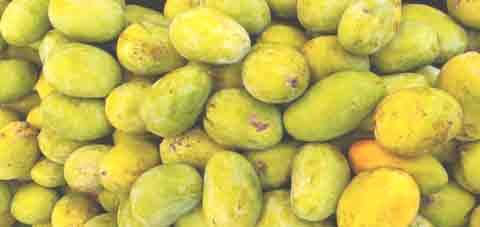 Health Benefits of Mangoes