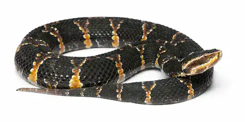 coral cantil serpiente