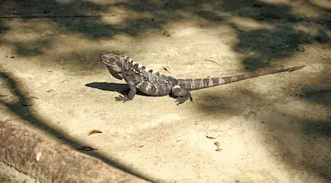 animales de la riviera maya