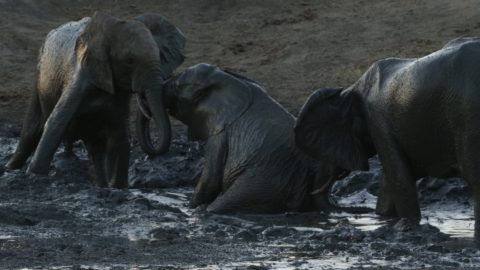 Elephants_OK.jpg