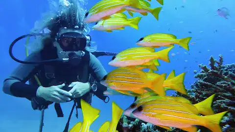 Buzos explorando los arrecifes