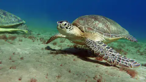 tortugas marinas