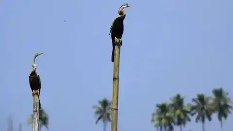 Kerala Wildlife & Birding Tour 7 Days