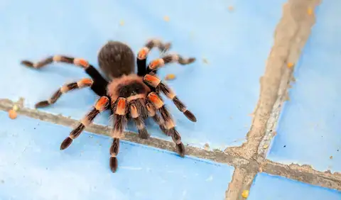 animales en maya