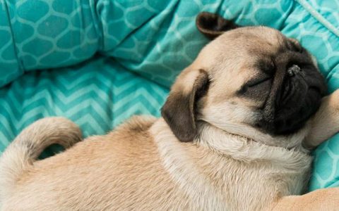 pugs For pugs lovers ❤️ tumblr ob3jlktdZZ1u7ly68o1 1280 480x300