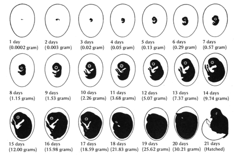 Bird Egg Development