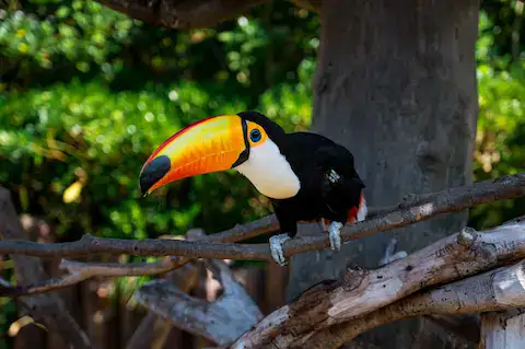animal en peligro de extincion