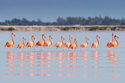 flamencos en quintana roo