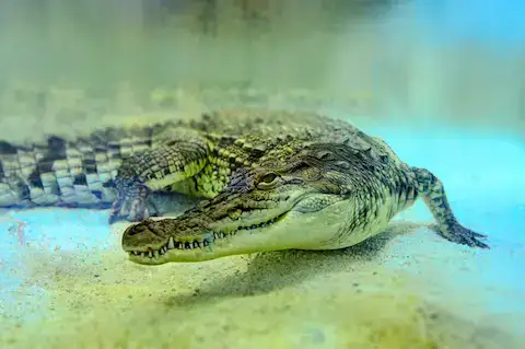 animales en maya