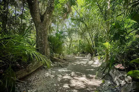 selva maya