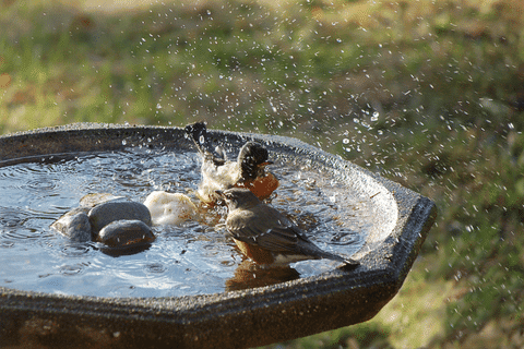 How to Attract Birds With Shallow Water