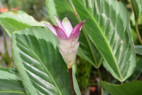 kalatea