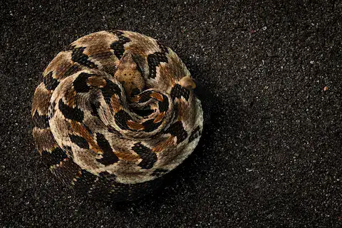 serpiente cascabel