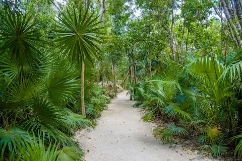 senderos en la selva maya