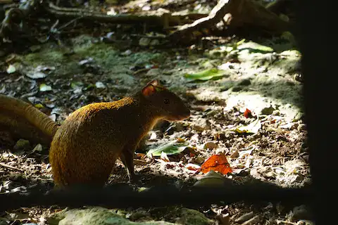 especies endemicas en quintana roo