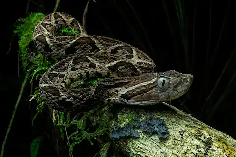 serpientes venenosas en yucatan