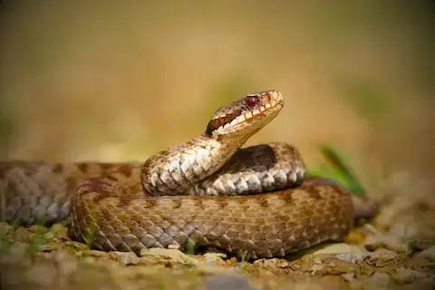 cascabel venenosa en quintana roo