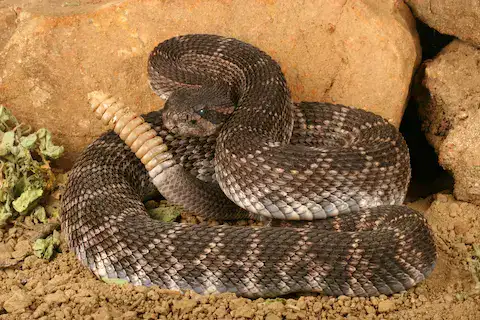 serpienete venenosa cascabel crotalus