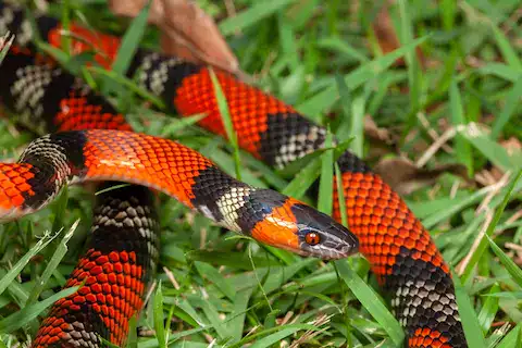 serpiente coralillo