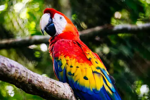 especies endemicas en quintana roo guacamaya roja