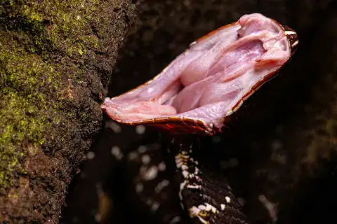 seriente venenosa de yucatan