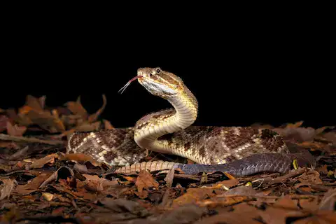 cascabel serpiente venenosa en quintana roo