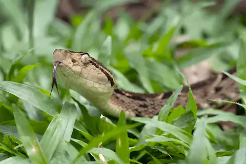 serpientes venenosas en yucatan