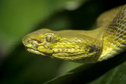 srpientes en quintana roo