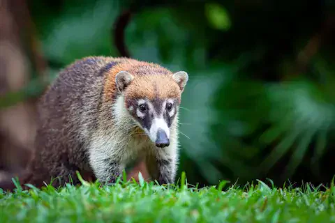 animales endemicos en quintana roo