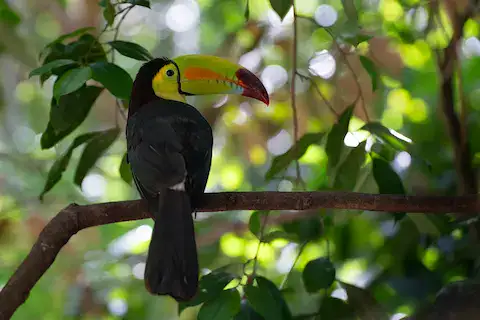 especie endemica