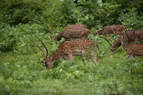 animales endemicos en quintana roo