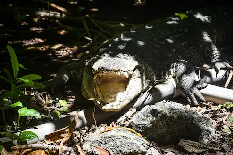 cocodrilos en croco cun zoo